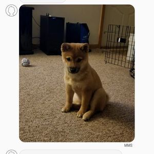 Meet your Posher, Frankie